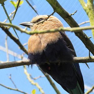 African Savanna - Blue-bellied Roller