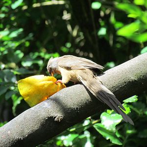 African Savanna - Speckled Mousebird