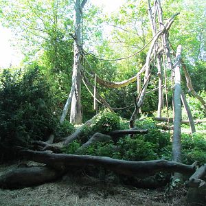Tropical Rainforest - Western Lowland Gorilla Exhibit