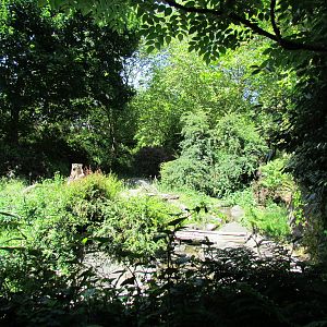 Tropical Rainforest - Western Lowland Gorilla Exhibit
