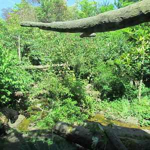 Tropical Rainforest - Jaguar Cove