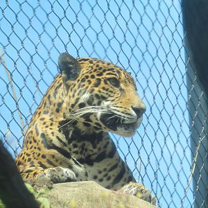 Tropical Rainforest - Jaguar Cove