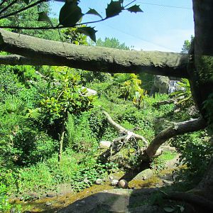 Tropical Rainforest - Jaguar Cove