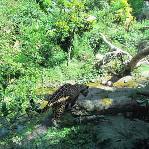 Tropical Rainforest - Jaguar Cove
