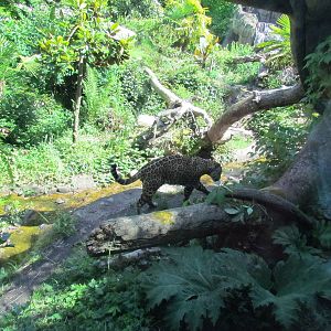 Tropical Rainforest - Jaguar Cove