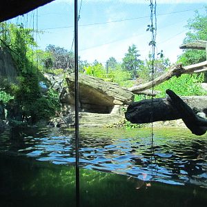 Tropical Rainforest - Jaguar Cove