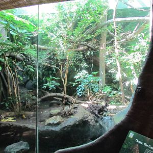 Tropical Rainforest - Ocelot Exhibit