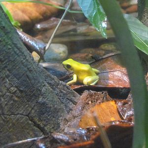 Tropical Rainforest - Terrible Poison Frog