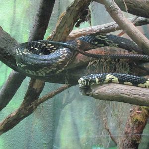 Tropical Rainforest - Tiger Rat Snake