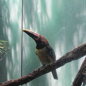 Tropical Rainforest - Green Aracari
