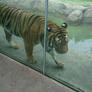 Jul. 2012-Taj, the Malayan Tiger