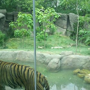 Jul. 2012-Malayan Tiger exhibit