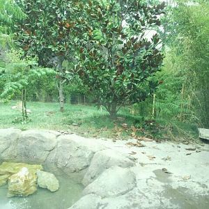 Jul. 2012-Malayan Tiger exhibit