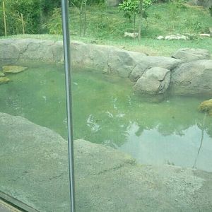 Jul. 2012-Malayan Tiger exhibit pool