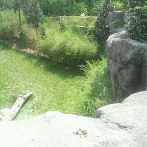 Jul. 2012-White Tiger exhibit