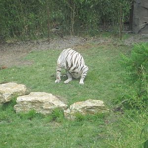 Jul. 2012-Popsy, the White Tiger