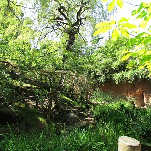 Tropical Rainforest - Red Ruffed Lemur Exhibit