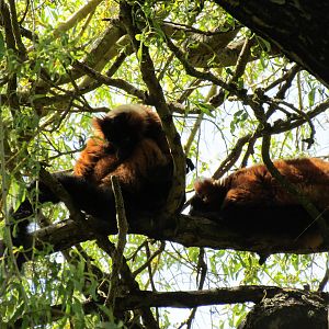Tropical Rainforest - Red Ruffed Lemur Exhibit