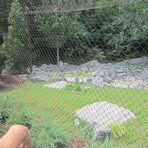 Jul. 2012-Snow Leopard exhibit