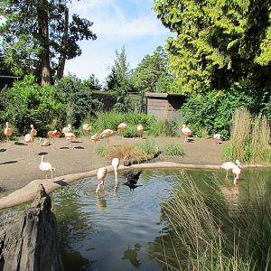 Temperate Forest -Chilean Flamingo Exhibit