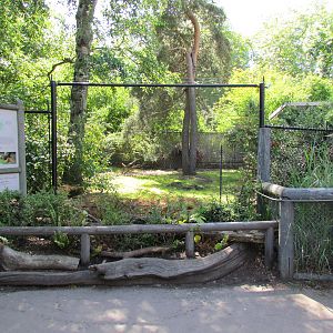 Temperate Forest - Chilean Pudu Exhibit