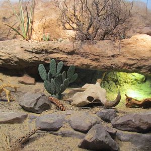 Day Exhibit - Gila Monster and Sonoran Desert Toad Exhibit