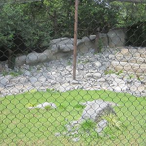 Jul. 2012-Snow Leopard exhibit
