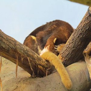 Day Exhibit - Matchie's Tree Kangaroo