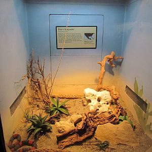 Day Exhibit - Blair's Kingsnake Exhibit