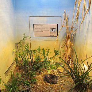 Day Exhibit - Taylor's Cantil Exhibit