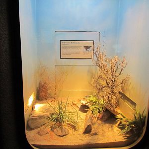 Day Exhibit - Sidewinder Exhibit