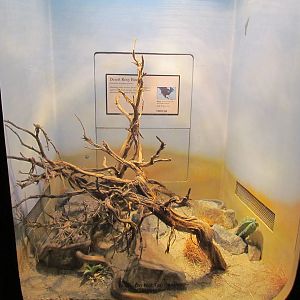Day Exhibit - Desert Rosy Boa Exhibit