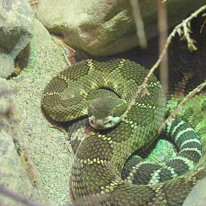 Day Exhibit - Northern Pacific Rattlesnake