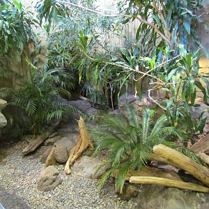 Day Exhibit - Rhinoceros Iguana Exhibit