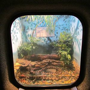 Day Exhibit - False Water Cobra Exhibit