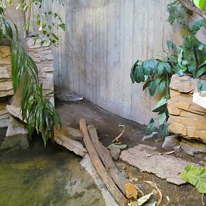 Day Exhibit - West African Dwarf Crocodile Exhibit