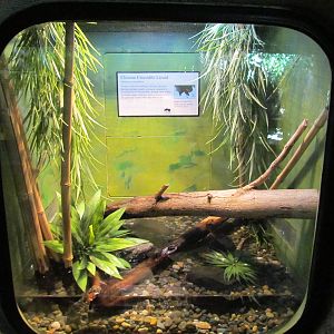 Day Exhibit - Crocodile Lizard Exhibit