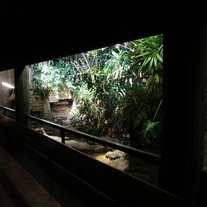 Day Exhibit - Yellow-spotted River Turtle Exhibit