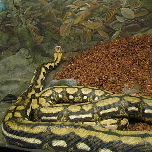 Day Exhibit - Reticulated Python