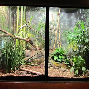 Day Exhibit - King Cobra Exhibit