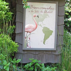 Temperate Forest - Chilean Flamingo Exhibit