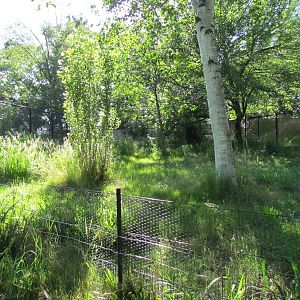 Temperate Forest - White-naped Crane