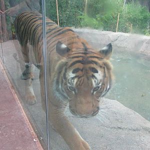 Jul. 2012-Who Dey, the Malayan Tiger