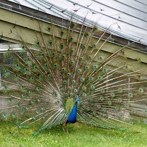 Peacock