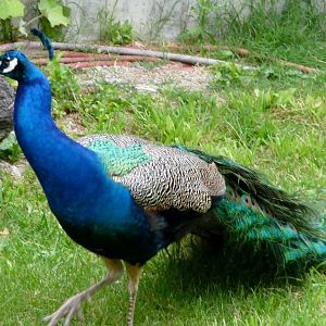 Peacock