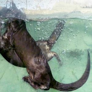Spotted Otters Playing