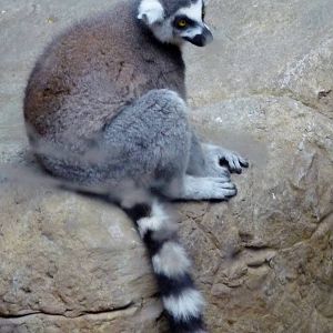 Lemur
