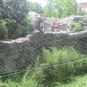 Jul. 2012-White Tiger exhibit viewing