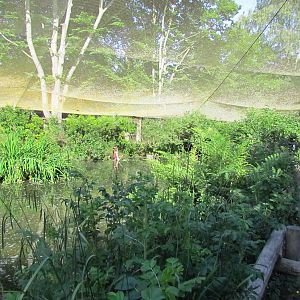 Temperate Forest - Marsh Aviary