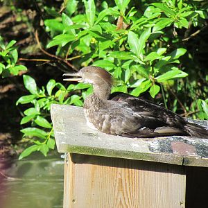 Temperate Forest - Marsh Aviary